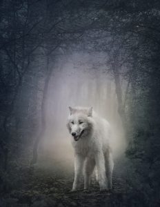 A Wolf In The Woods